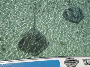 excursion-raies-moorea